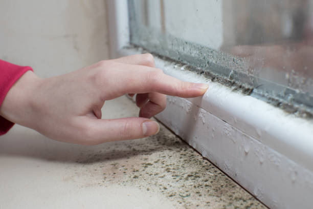 Best Post-Remediation Verification Testing  in Maplewood, WA