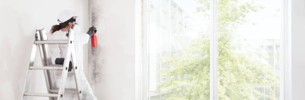 Professional Mold Removal in Maplewood, WA